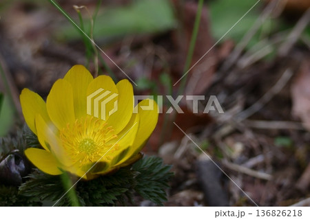 幸福を招く花 136826218