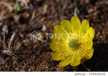 幸福を招く花 136826220