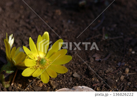 幸福を招く花 136826222