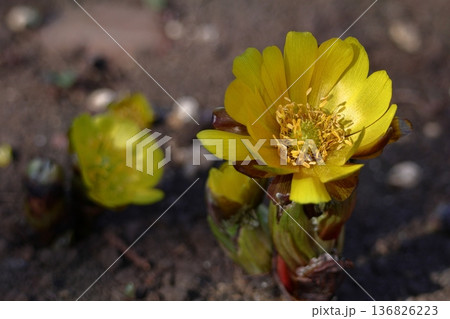 幸福を招く花 136826223