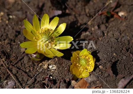 幸福を招く花 136826224