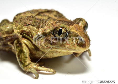 Marsh-colored ground frog on a white background Marsh-colored ground frog on a white background 136826225
