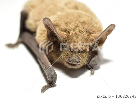 The frightened bat animal pressed itself against the table.	 136826245