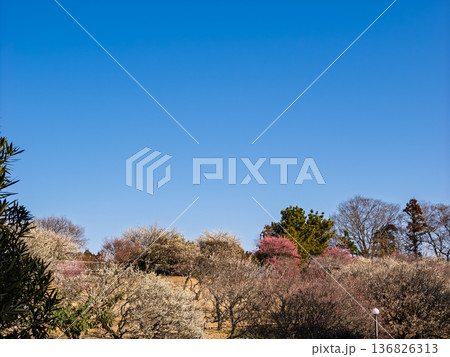 早春の青空と梅園の梅の花【千葉県柏市 あけぼの山農業公園】 136826313