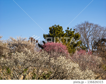 早春の青空と梅園の梅の花【千葉県柏市 あけぼの山農業公園】 早春の青空と梅園の梅の花【千葉県柏市 あけぼの山農業公園】 136826315