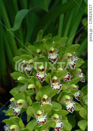 豪華な花 136826327