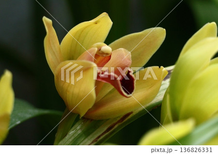 豪華な花 136826331