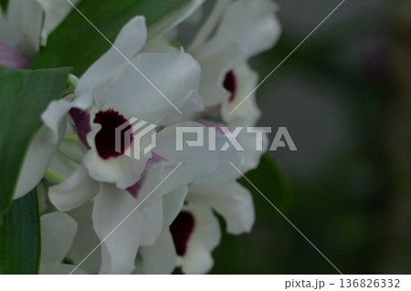 豪華な花 豪華な花 136826332