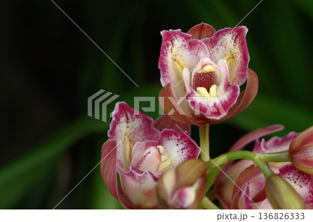 豪華な花 豪華な花 136826333