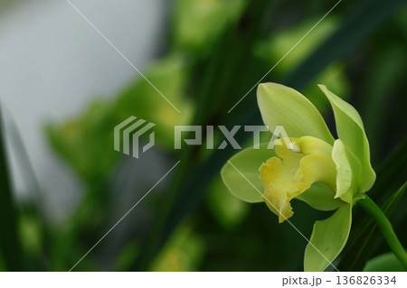 豪華な花 136826334