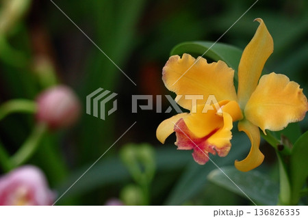 豪華な花 豪華な花 136826335