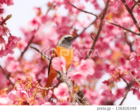 満開の土肥桜とジョウビタキ 満開の土肥桜とジョウビタキ 136826349