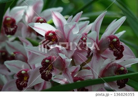 豪華な花 豪華な花 136826355