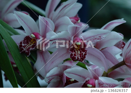 豪華な花 136826357