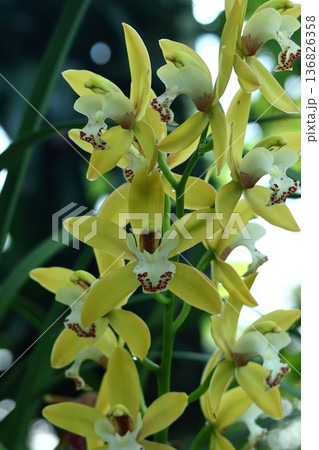 豪華な花 豪華な花 136826358