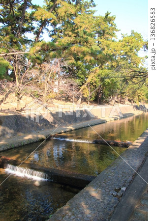 晩秋の夙川(兵庫県西宮市)の松並木(縦長) 晩秋の夙川(兵庫県西宮市)の松並木(縦長) 136826583