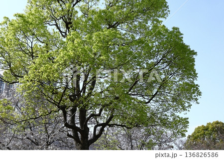 緑萌える 緑萌える 136826586