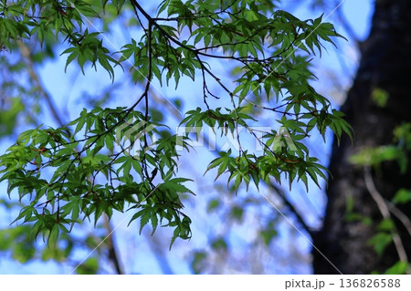 緑萌える 136826588