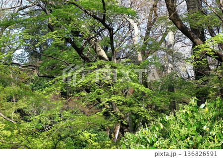 緑萌える 136826591