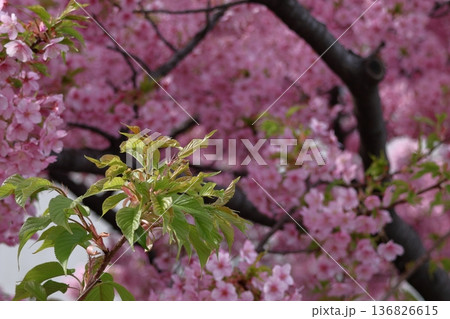 緑萌える 136826615