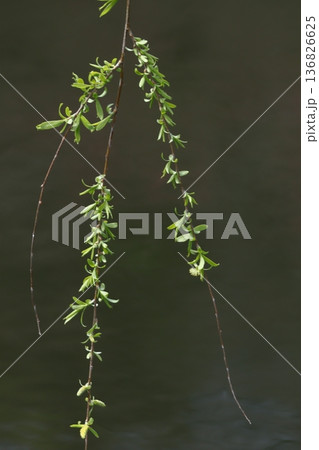 緑萌える 136826625