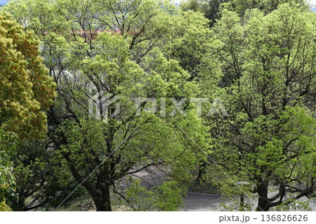 緑萌える 緑萌える 136826626