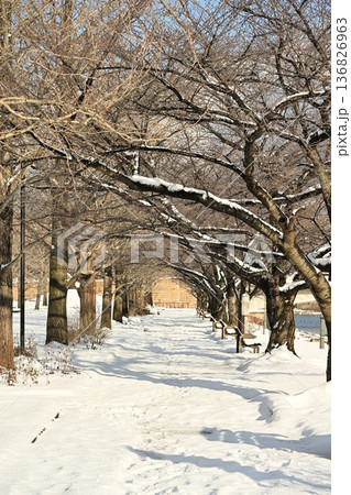 積雪の並木道と新潟県立スポーツ公園(新潟県新潟市) 積雪の並木道と新潟県立スポーツ公園(新潟県新潟市) 136826963