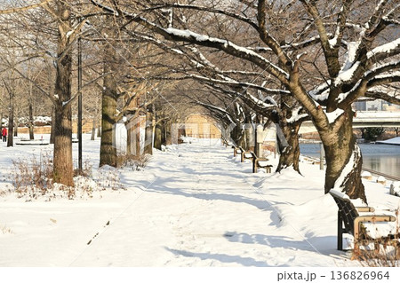 積雪の並木道と新潟県立スポーツ公園（新潟県新潟市） 136826964