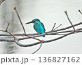 【野鳥 カワセミ】 136827162