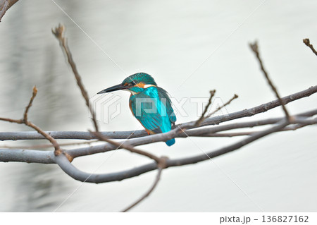 【野鳥 カワセミ】 【野鳥 カワセミ】 136827162