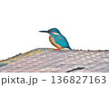 【野鳥 カワセミ】 136827163