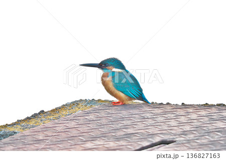 【野鳥 カワセミ】 【野鳥 カワセミ】 136827163