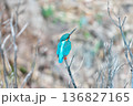【野鳥 カワセミ】 136827165