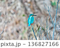 【野鳥 カワセミ】 136827166