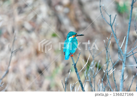 【野鳥 カワセミ】 【野鳥 カワセミ】 136827166