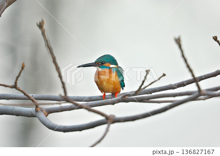 【野鳥 カワセミ】 【野鳥 カワセミ】 136827167