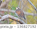 【野鳥 ツグミ】 136827192