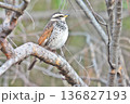 【野鳥 ツグミ】 136827193