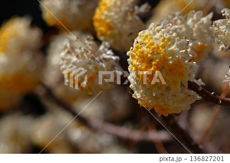 和紙の原料 136827201