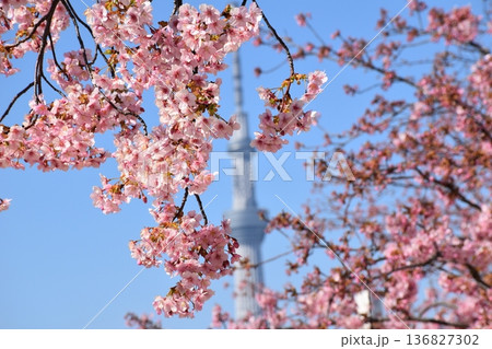 桜の花越しに見る東京スカイツリー 春の風景 136827302