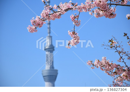 桜に囲まれた東京スカイツリーと橋 春の東京風景 桜に囲まれた東京スカイツリーと橋 春の東京風景 136827304