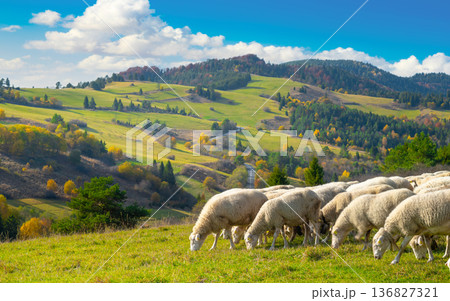 Mountain landscape in the Pieniny National Park at the foot of the Tatra Mountains 136827321