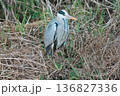 【野鳥 アオサギ】 136827336