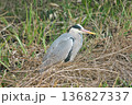 【野鳥 アオサギ】 136827337