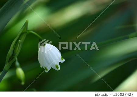 釣鐘状の白い花が下向きに咲く 136827427