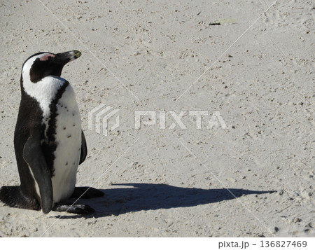 砂場に立つペンギン 砂場に立つペンギン 136827469