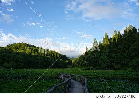 青空と木々に囲まれた、たきがしら湿原の美しい木道と初夏の風景 青空と木々に囲まれた、たきがしら湿原の美しい木道と初夏の風景 136827490