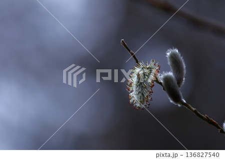猫の尻尾に似た花 136827540