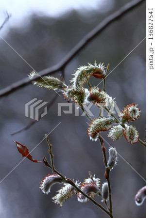 猫の尻尾に似た花 136827541