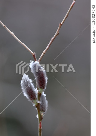 猫の尻尾に似た花 136827542